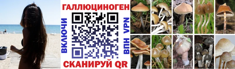 Галлюциногенные грибы Psilocybine cubensis Невинномысск